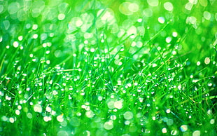 time lapse photography of water droplets on green grasslands